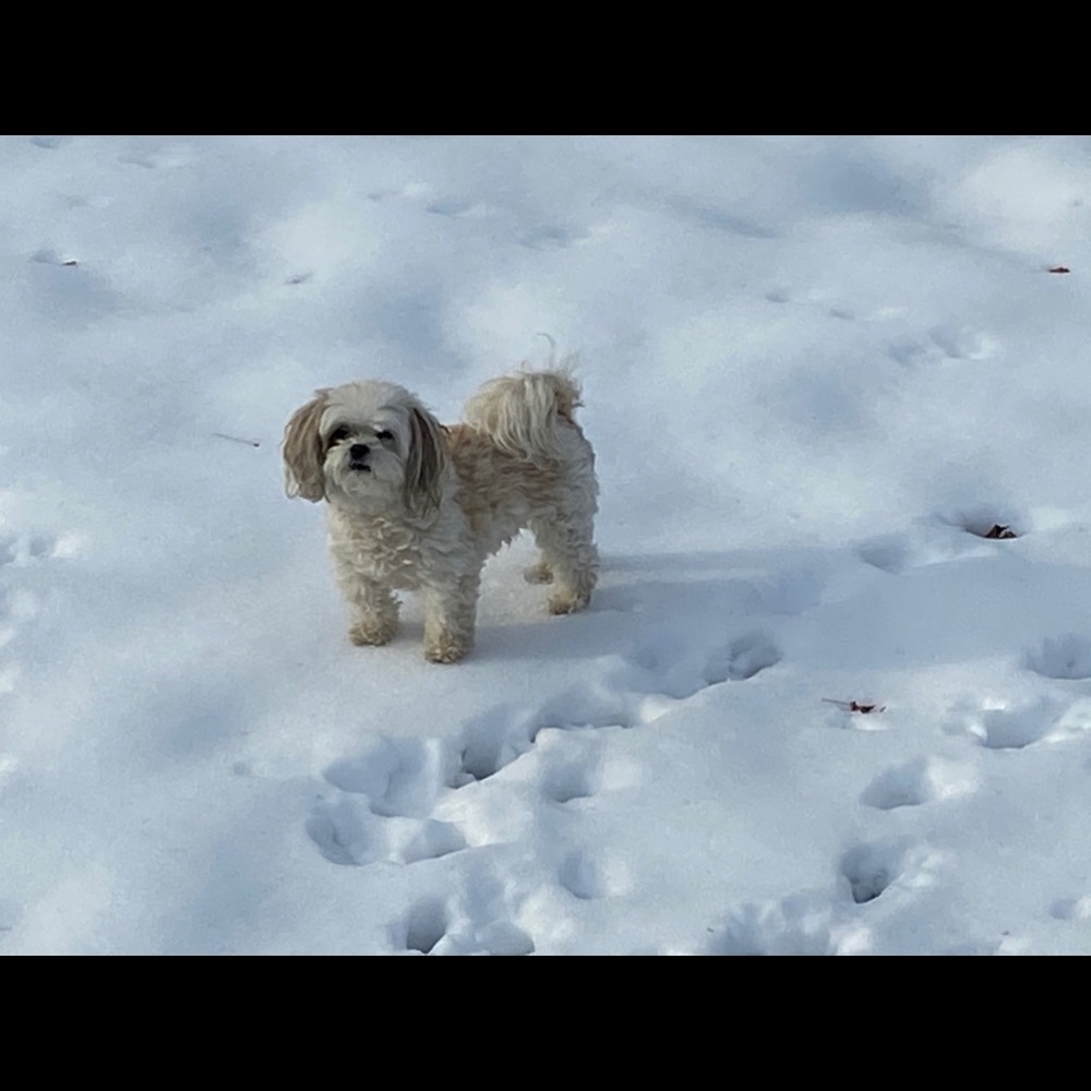Meet your Posher, Janet